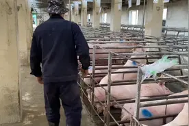 母猪发情配种简单操作流程视频封面