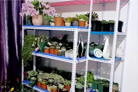 我自己设计定做的花架，放在室内养眼，又增加湿度，看看怎么样视频封面