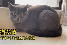 母猫发情，马上开车5小时送到公猫家交配视频封面