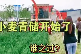小麦做成青储饲料，为什么会引起大家的热烈讨论和反响呢？视频封面