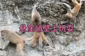 小猴子们开辟新战场，悬崖峭壁上玩耍。视频封面