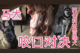 咬口强劲的马犬和头大嘴宽的二哈，咬口谁更厉害？拿两只鸡来测试