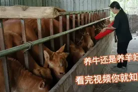 在农村养牛好还是养羊好，看完广西妹这个视频你就明白了视频封面