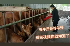 在农村养牛好还是养羊好，看完广西妹这个视频你就明白了视频封面