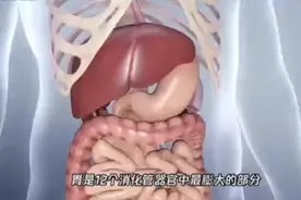 高清示意视频：胃部的功能及构造视频封面
