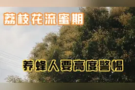 荔枝花流蜜期，养蜂人要重视此问题视频封面