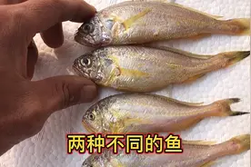 看着都是小黄鱼 其实是两种不同的鱼 有啥区别呢