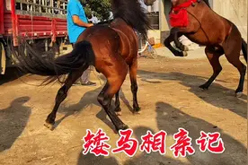 公马相中母马想追求，结果相亲能成功吗，让我们拭目以待吧视频封面