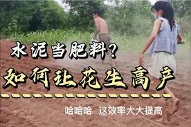 农村种花生没必要买肥，用水泥作肥料成本低，还能让花生丰收高产