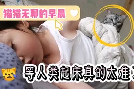 猫咪每天等人类起床的日子…太难了，还被人类幼崽强迫睡觉视频封面
