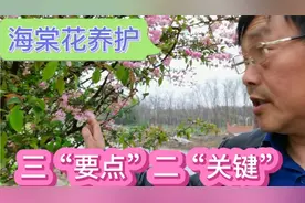 退休大叔手把手教你海棠花养护，掌握三要点二关键，相信你喜欢视频封面