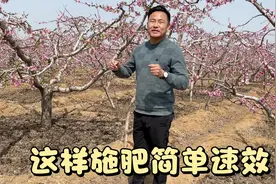 “吃饱了的桃树才有劲”正确的施肥方法和用量，决定了今年的效益视频封面