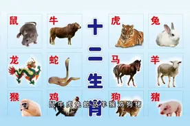 十二生肖与时辰视频封面