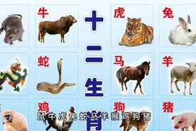 十二生肖与时辰视频封面