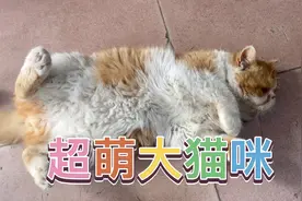 我家大TIMI打滚 粘人大橘猫 超喜欢让人摸 超萌大喵咪视频封面