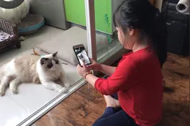 小猫咪给姐姐做模特拍照，摆出造型，姐姐认真的拍呢视频封面