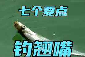 野钓翘嘴，动态钓法如何做？掌握这7个要点，就能做到连竿上鱼视频封面