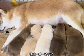 柴犬一窝生5只，狗妈精心照顾不出窝累得倒头就睡，母爱太伟大了