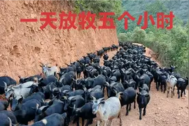 一年中最适合放牧的季节来了，一天放5个小时，羊群也能吃得饱饱