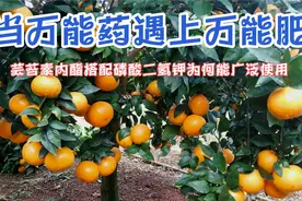 当万能药遇上万能肥（芸苔素内酯搭配磷酸二氢钾为何能广泛使用）视频封面