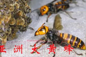 巨型亚洲大黄蜂是一种有翼怪物，可以摧毁整个蜂群！视频封面