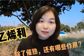乙烯利，除了催熟，其他还有哪些作用，你了解吗？