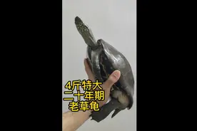 二十多年4斤多的特大超巨型老草龟乌龟，您见过没.