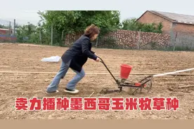 听网友说墨西哥玉米草喂羊营养价值高，立马种上丰富羊的青饲料😎视频封面