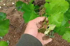葡萄摘心留几个叶片最合适？这样做，让您的葡萄增产又增收视频封面