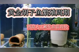 黄金胡子繁殖周期？介绍两窝人工孵化鱼苗现状，及损耗情况！视频封面