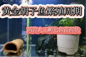 黄金胡子繁殖周期？介绍两窝人工孵化鱼苗现状，及损耗情况！视频封面