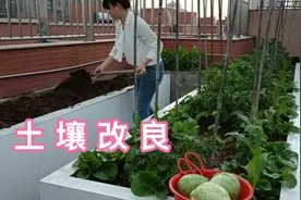 菜摘完，教你一招土壤改良法，加入这两种肥，让泥土疏松又肥沃