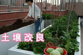 菜摘完，教你一招土壤改良法，加入这两种肥，让泥土疏松又肥沃视频封面