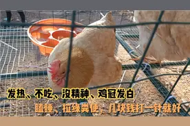 鸡不吃食、没精神、拉绿粪便，教你打针治，成本不到几块钱