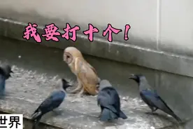 你知道猫头鹰的战斗力有多强吗？猫头鹰晚上让任何猛禽都害怕！视频封面