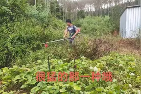 猪场长满了杂草，小伙用割草机清除，效率就是快