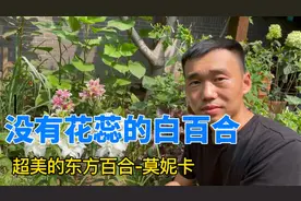 超美的东方百合—莫妮卡！没有花蕊的百合，自己动手赶紧种起来！视频封面