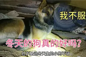 为什么冬天出生的小狗好 民间的传说有没有科学道理 听我来讲解