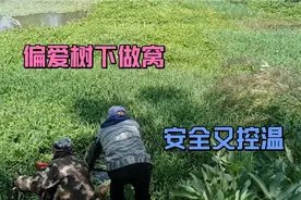 传统钓黑鱼106——气温升高，黑鱼偏爱树下做窝，避免惊扰又凉快
