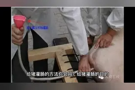 教你如何给猪灌肠视频封面