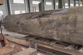 第伦桃大木头原木开锯，够大够长视频封面