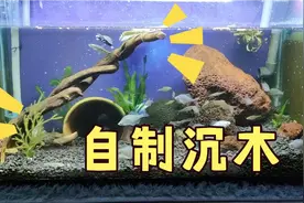 自制沉木的方法大放送，我的龟缸里这根沉木就是我自己做的哟。视频封面