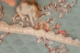 能不能来帮我看一眼我家仓鼠是为冬眠还是死了，急哭了视频封面