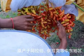 椰枣的一生   农场椰枣的种植和采收视频封面