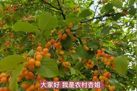 鸟儿不吃樱桃的好办法 ，简单 好用，  很成功视频封面