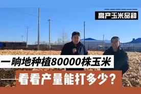 东北一晌地种植80000株玉米，看看产量能打多少？25个水分35000斤视频封面