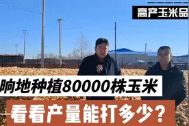 东北一晌地种植80000株玉米，看看产量能打多少？25个水分35000斤视频封面