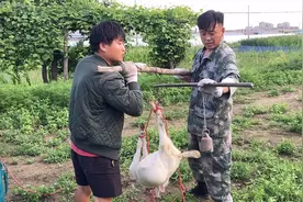 羊买回来一个月反而掉秤了！拿大称称下羊的重量，羊重量31斤