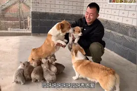 狗妈半个月没见自己的小狗，没想到第一件事是喂奶，母爱太伟大了视频封面