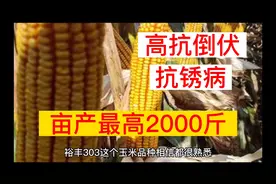 亩产2000斤玉米裕丰303，高抗倒伏 抗锈病，稳产保收 真高产。视频封面